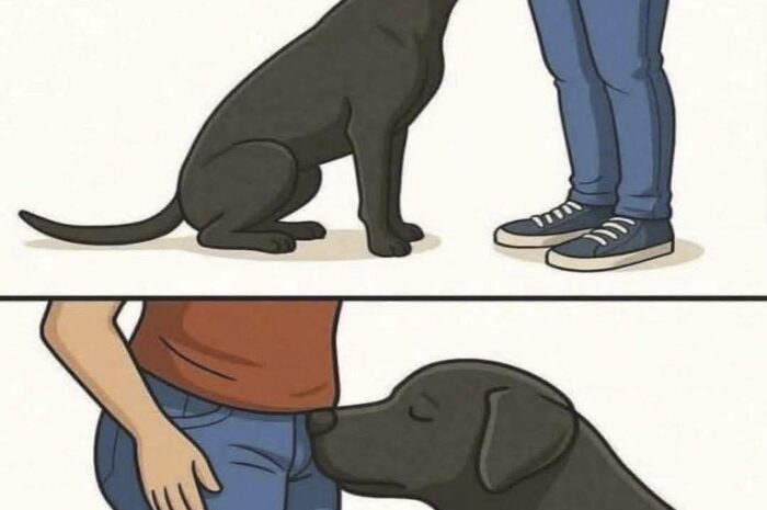 ¿Por qué mi perro me huele? Entiende la curiosidad canina y mejora tu salud